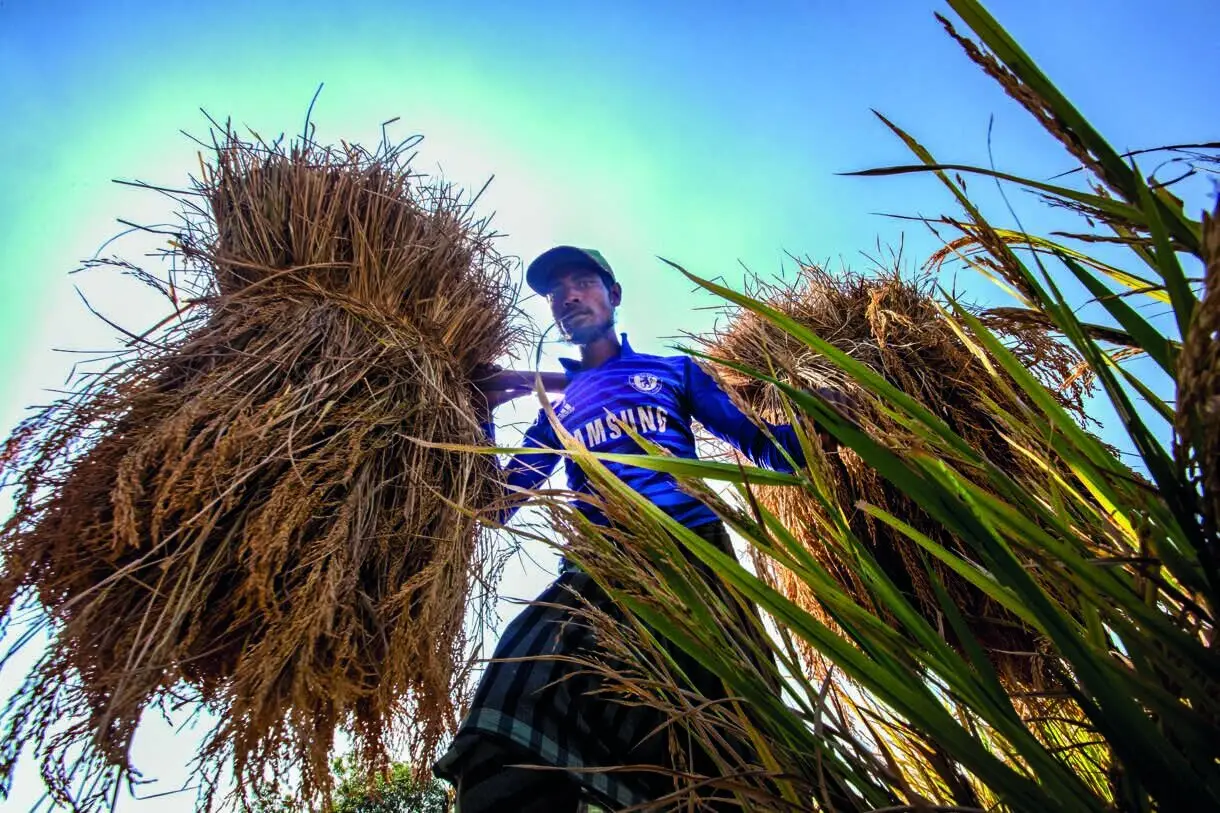 A coastal farmer carrying bundles of hay